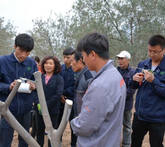 公司從產(chǎn)業(yè)鏈起始端著手，引進(jìn)良種優(yōu)苗，繁育基地苗圃，優(yōu)化樹(shù)種，以?xún)?yōu)質(zhì)的橄欖樹(shù)苗為生產(chǎn)特級(jí)初榨橄欖油提供基礎(chǔ)保障。在以自建萬(wàn)畝國(guó)家標(biāo)準(zhǔn)化油橄欖..