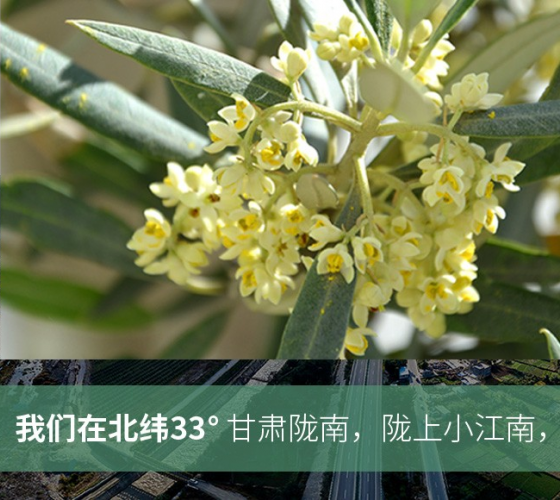武都的氣候、土壤等與地中海沿岸極其相似，同處于世界頂級(jí)油橄欖黃金生產(chǎn)帶（32°58--33°36）年平均氣溫為14.7°，年日照時(shí)數(shù)1911..